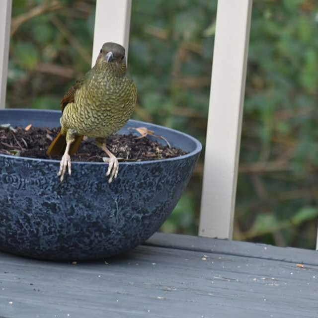 75241040_2457141721231176_2607380473948667904_n