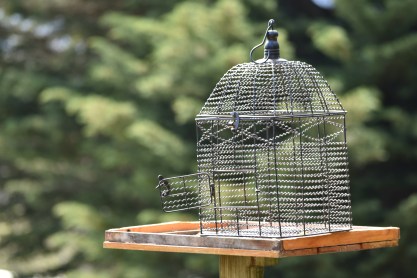 This image has an empty alt attribute; its file name is bird-cage-with-open-door.jpg